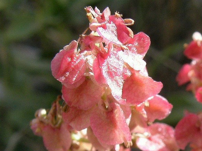 Rumex nervosus