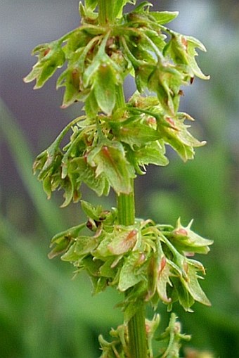 Rumex obtusifolius