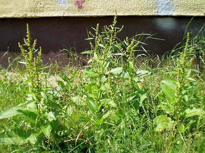 Rumex obtusifolius