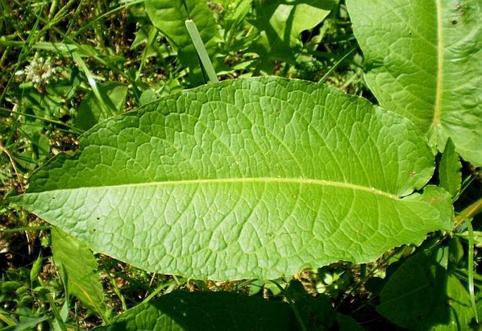 Rumex obtusifolius