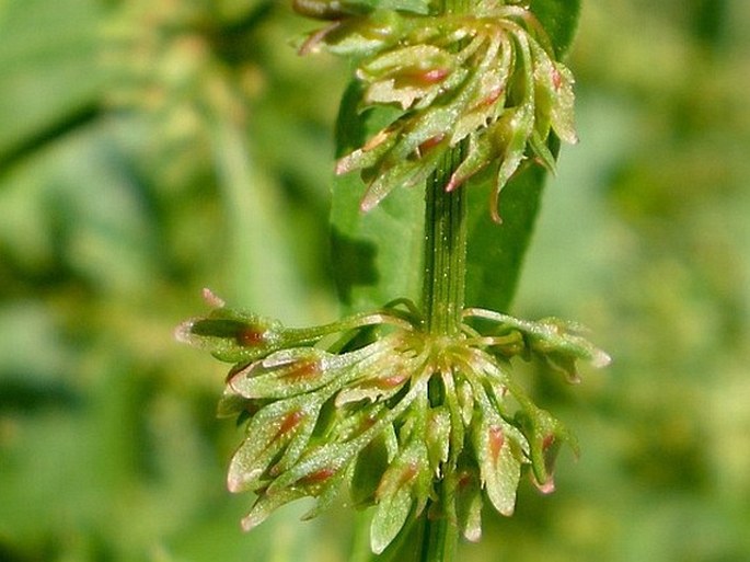 Rumex obtusifolius