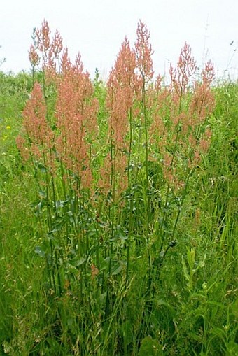 Rumex thyrsiflorus