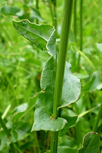 Rumex thyrsiflorus