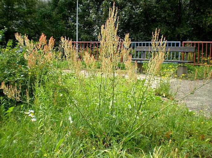 Rumex thyrsiflorus