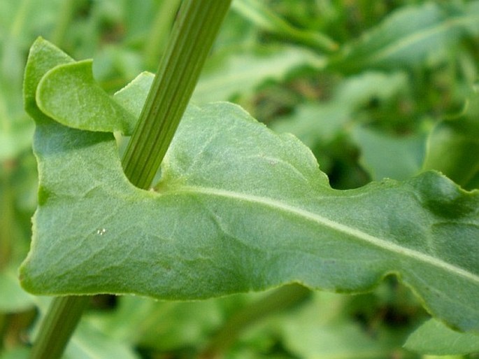 Rumex thyrsiflorus