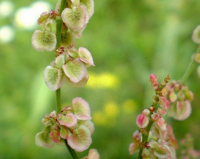 Rumex thyrsiflorus