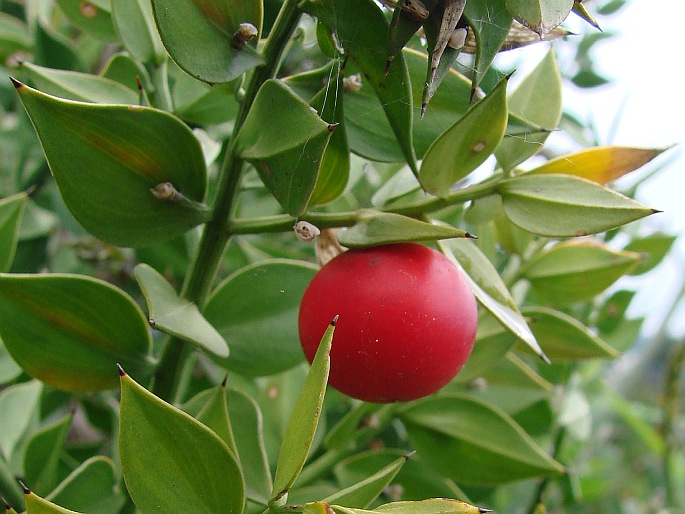 Ruscus aculeatus