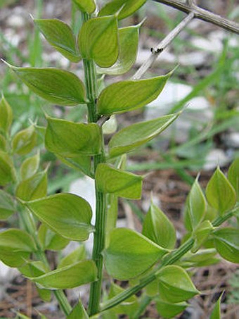 Ruscus aculeatus