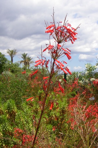 Russelia equisetiformis