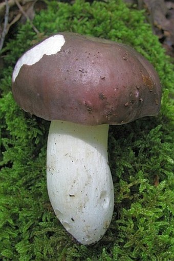 Russula cyanoxantha