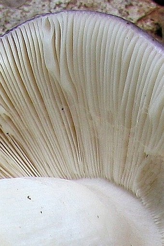 Russula cyanoxantha