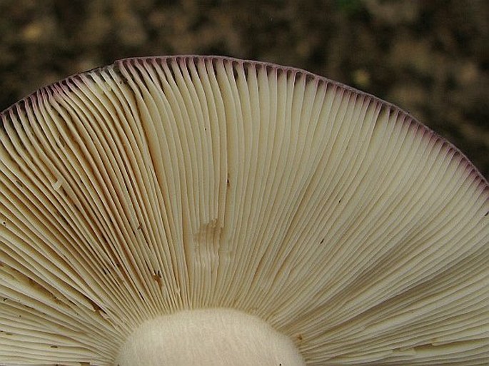 Russula cyanoxantha