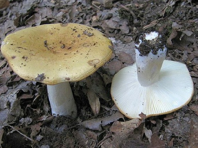 Russula ochroleuca