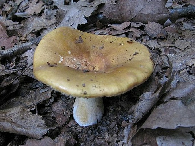 Russula ochroleuca