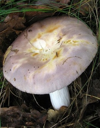 Russula vesca