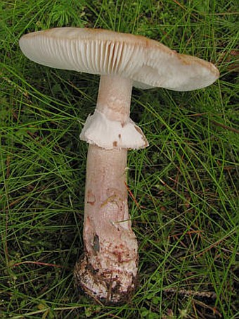 Amanita rubescens