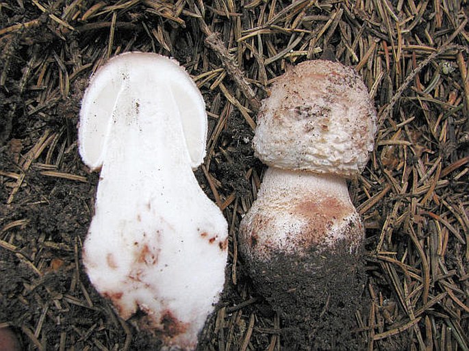 Amanita rubescens