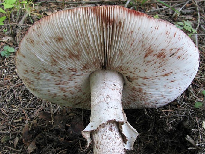 Amanita rubescens