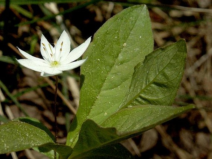 Trientalis