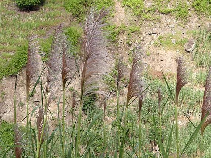 SACCHARUM OFFICINARUM L. – cukrová třtina