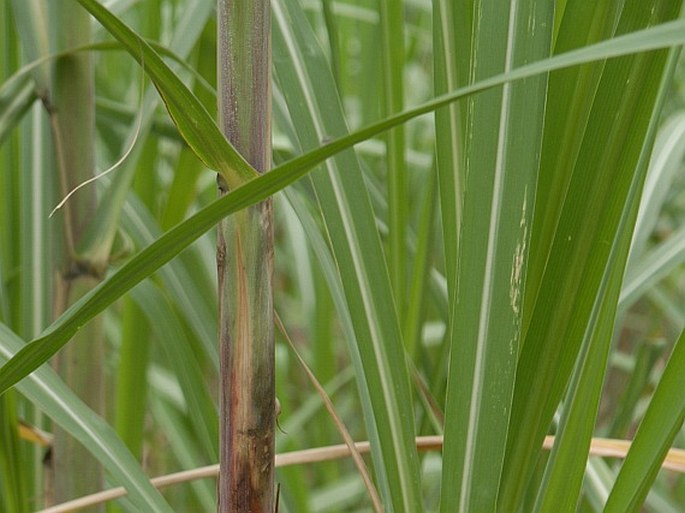 Saccharum officinarum