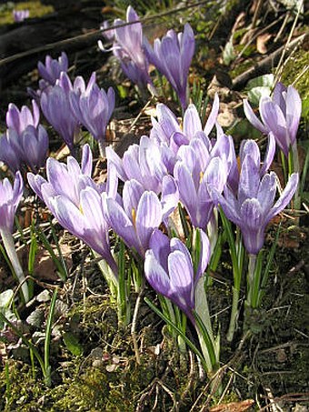 Crocus albiflorus