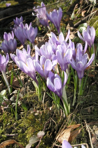 Crocus albiflorus