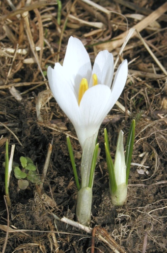 Crocus albiflorus