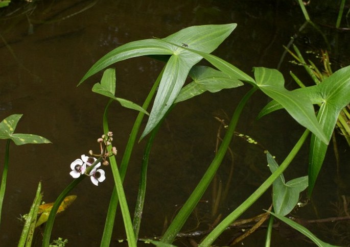 SAGITTARIA SAGITTIFOLIA L. - šípatka střelolistá / šípovka vodná