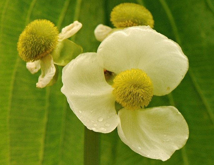 SAGITTARIA LATIFOLIA Willd. - šípatka širolistá / šípovka