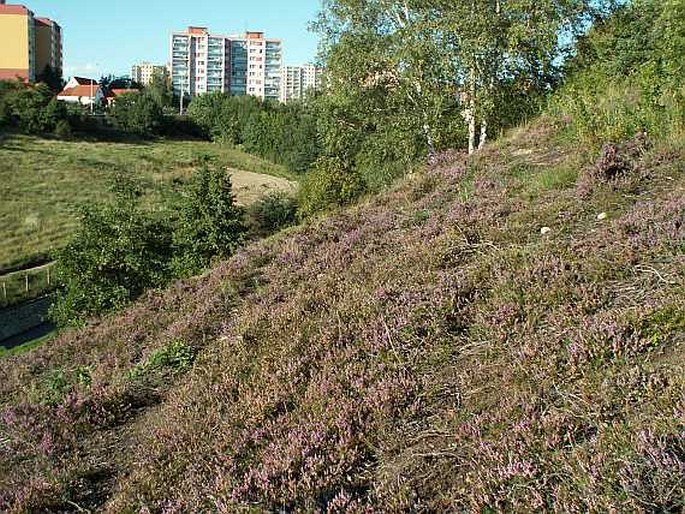 Praha, Havránka a Salabka - evropsky významná lokalita