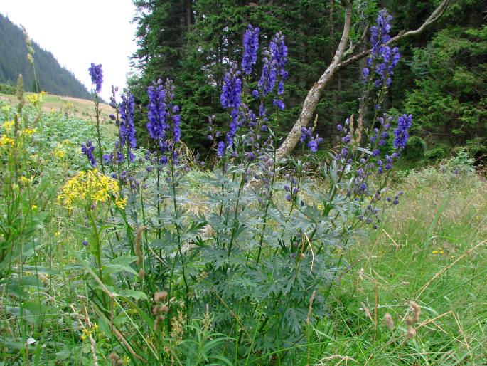 Aconitum plicatum