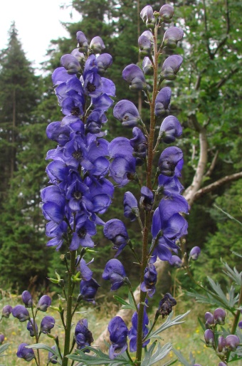 Aconitum plicatum