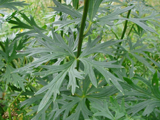 Aconitum plicatum