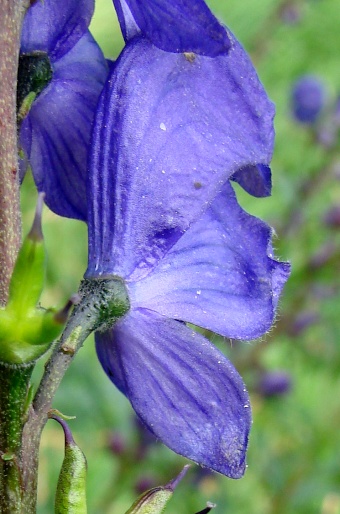 Aconitum plicatum