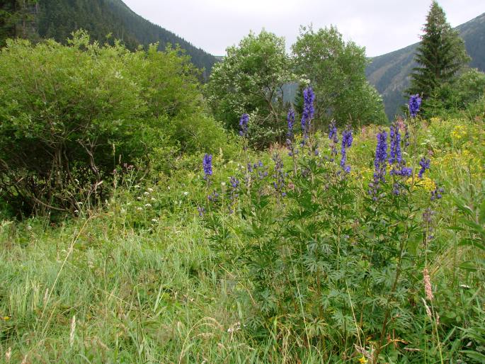 Aconitum plicatum