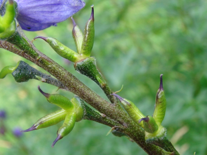 Aconitum plicatum