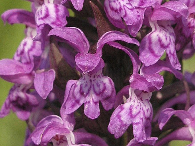 Dactylorhiza majalis