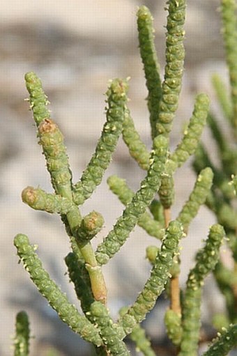 Sarcocornia fruticosa