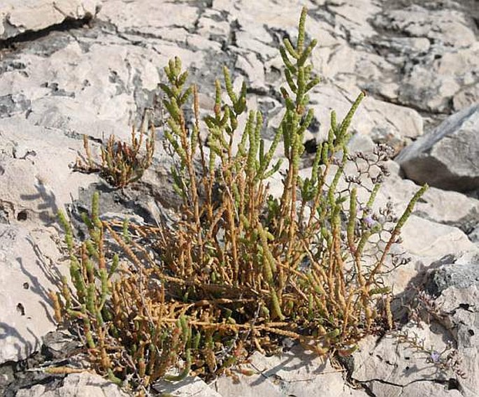 SARCOCORNIA FRUTICOSA (L.) A. J. Scott – slanomil dřevnatějící