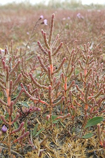 Salicornia prostrata