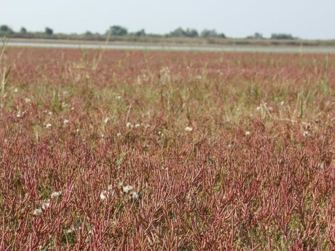 Salicornia prostrata