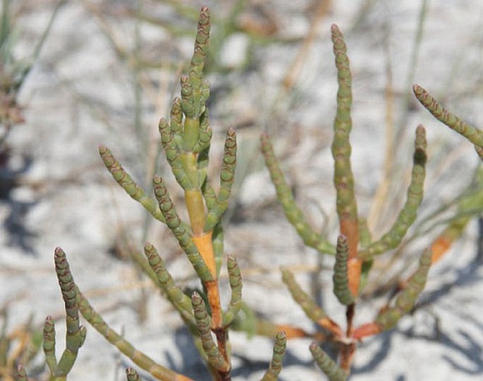 Salicornia prostrata