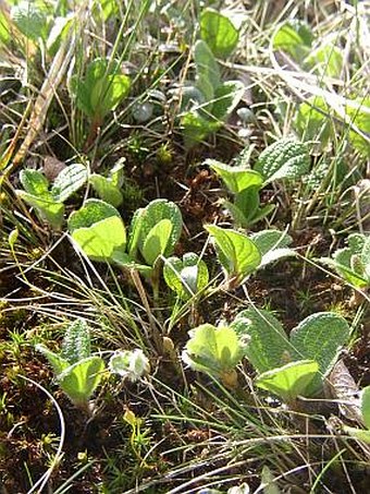 Salix reticulata