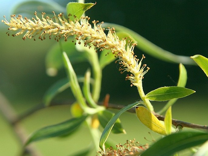 Salix alba