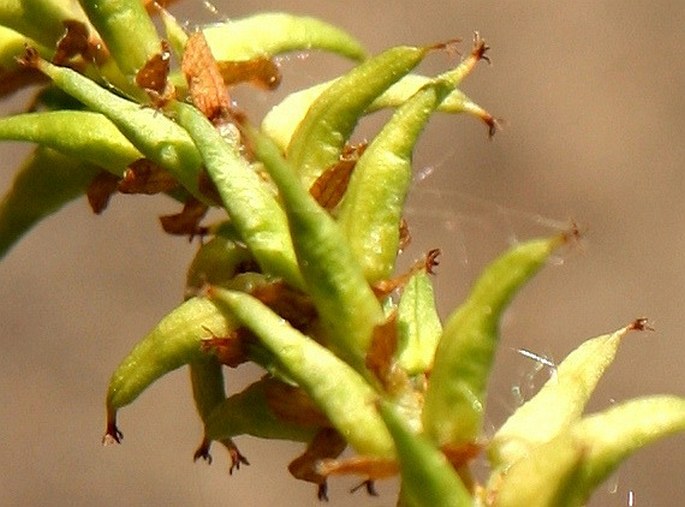 Salix alba