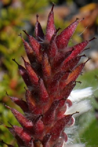 Salix arctophila