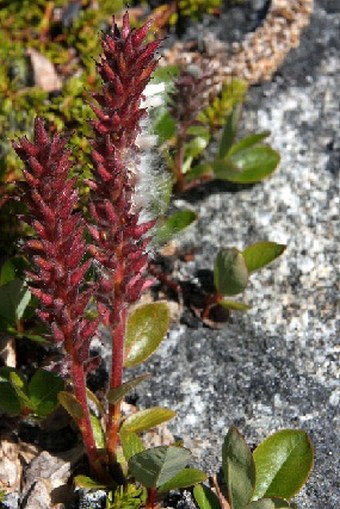 Salix arctophila