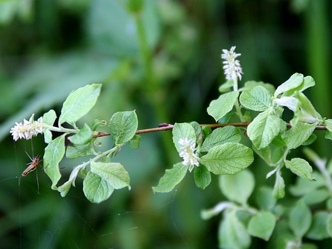 Salix aurita