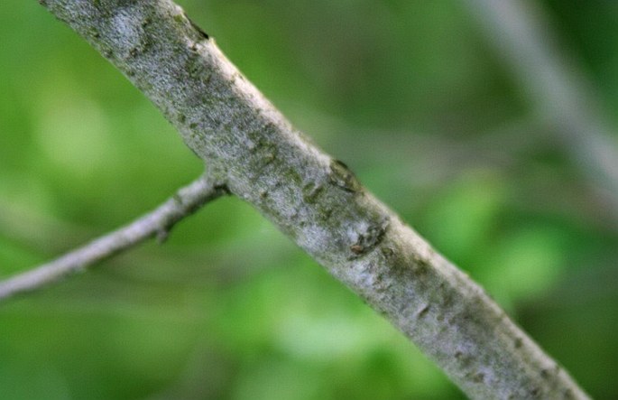 Salix aurita